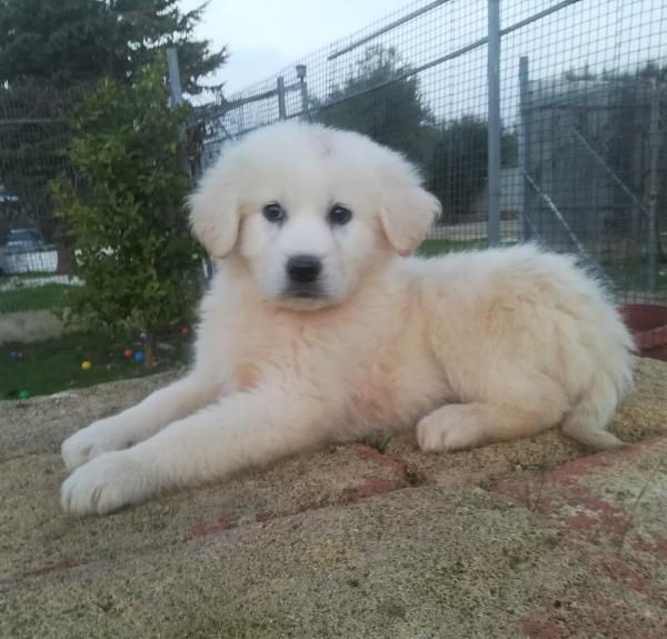 Yoghi, Adorabile Cucciola Pastore Maremmano